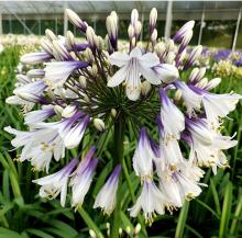 Agapanthus ‘Fireworks’