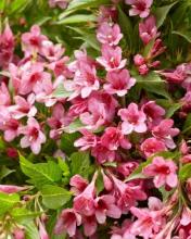 weigela