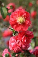 Chaenomeles Speciosa ‘Pink Storm’