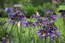 Agapanthus Poppin' Purple