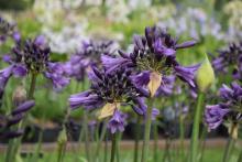 agapanthus1