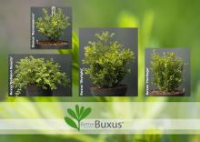 betterbuxus