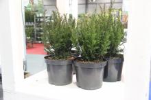 Taxus baccata 