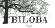 Biloba