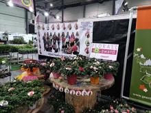Concept 'Ghent Azalea Young Stars'