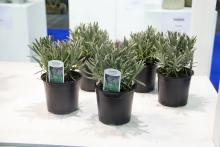 Lavandula intermedia Sensational!