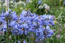 Agapanthus campanulatus 'Blue Curaçao'