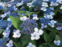 Hydrangea serrata 'Magic Pillow'